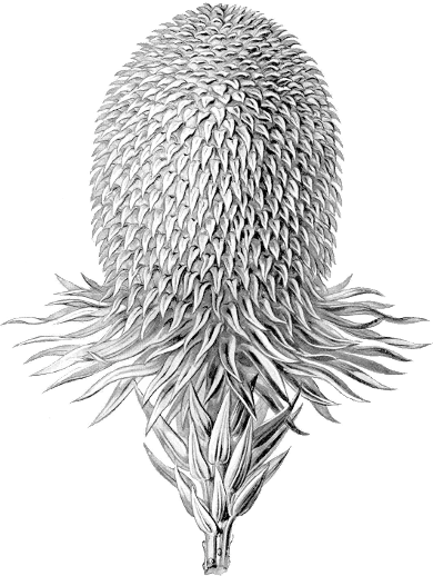 Araucaria brasiliana Araucaria brasiliana