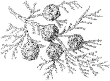 Chamaecyparis obtusa Chamaecyparis obtusa