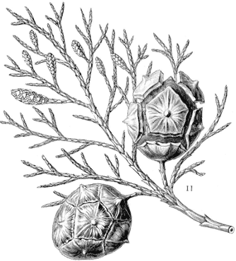 Cupressus sempervirens Cupressus sempervirens