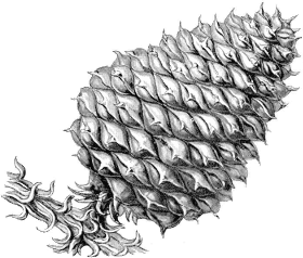 Pinus serotina Pinus serotina