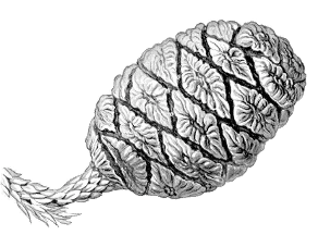 Sequoya gigantea Sequoya gigantea